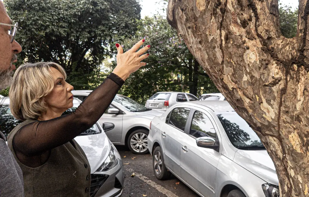 Como laudos técnicos definem quais árvores serão retiradas em Goiânia; entenda os critérios
