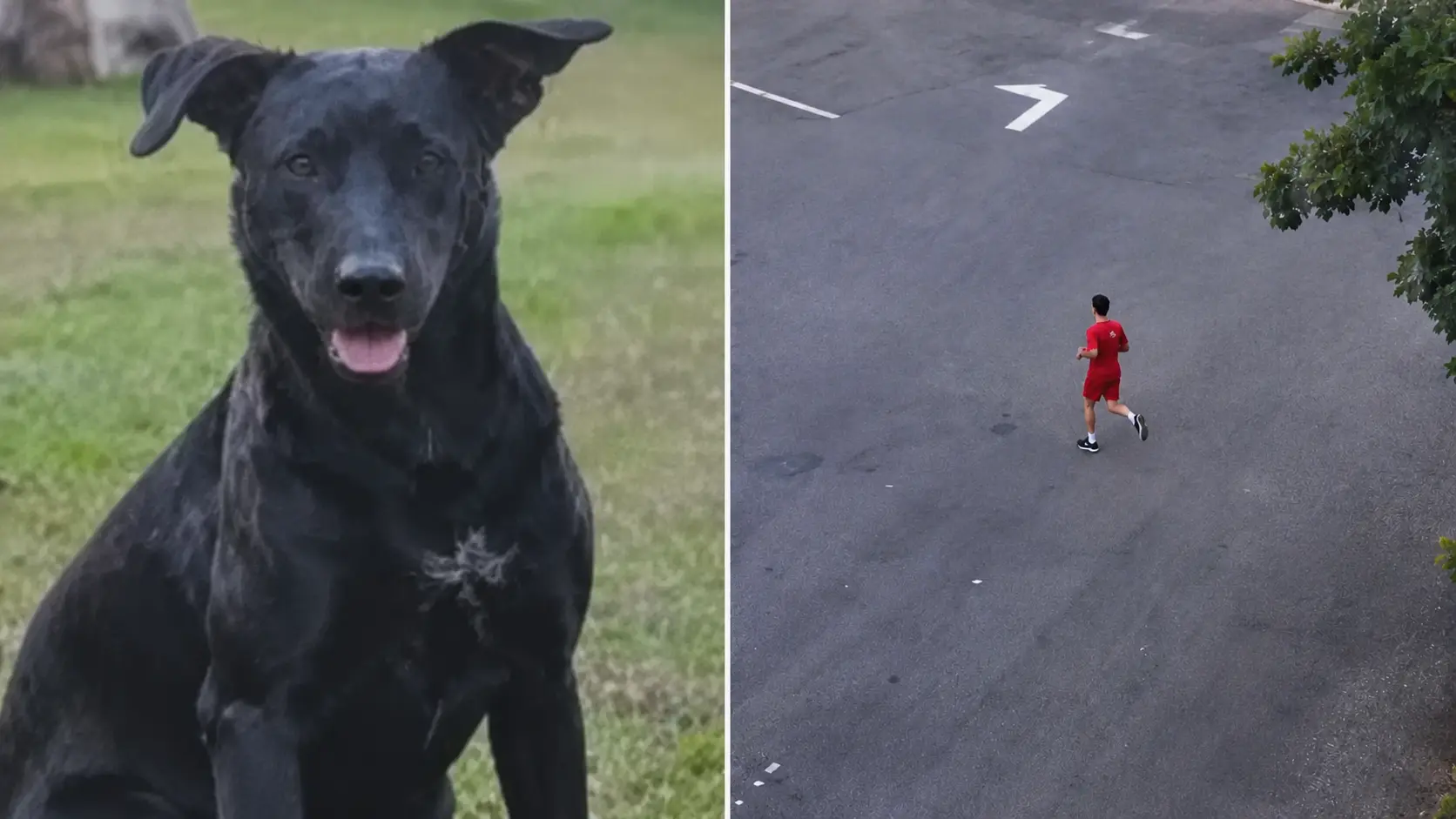 Bombeiro militar é indiciado por morte de cão comunitário no Estádio Serra Dourada