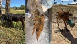 ANIMAIS MAU TRATO