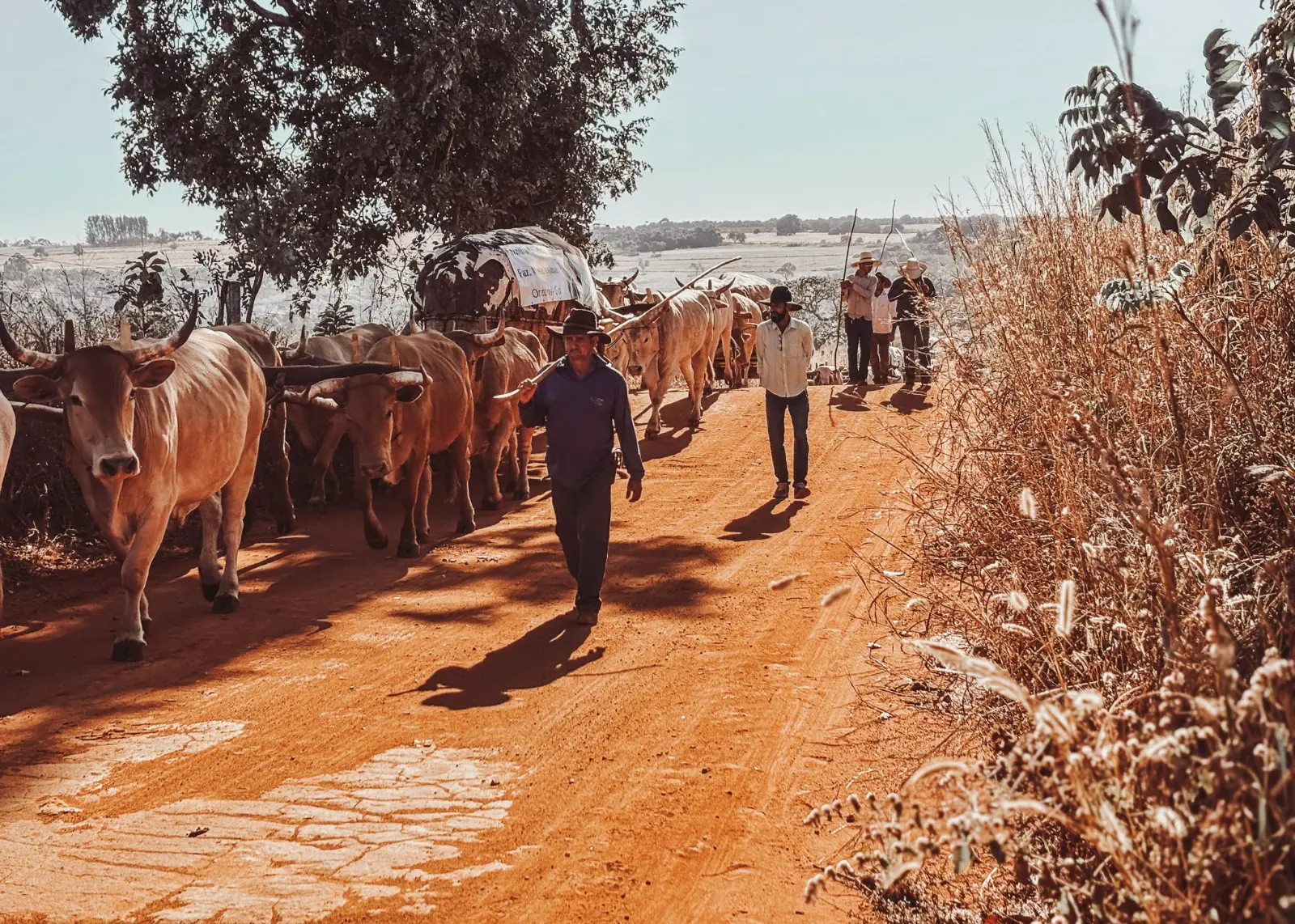 Tradição centenária ganha destaque em série sobre os carreiros de Orizona