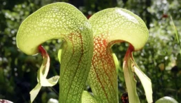 darlingtonia-californica_bb98c516_260528145620_1280x825