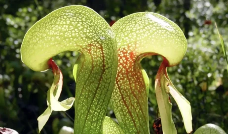 darlingtonia-californica_bb98c516_260528145620_1280x825