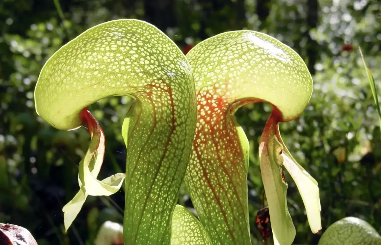darlingtonia-californica_bb98c516_260528145620_1280x825