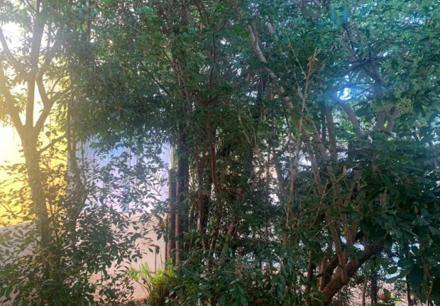 Floresta do Euler de França Belém 2026 pk888