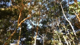 Árvores do Parque Laga Vargem Bonita irmanadas na terra e na copa Foto Euler de França Belém junho 2026