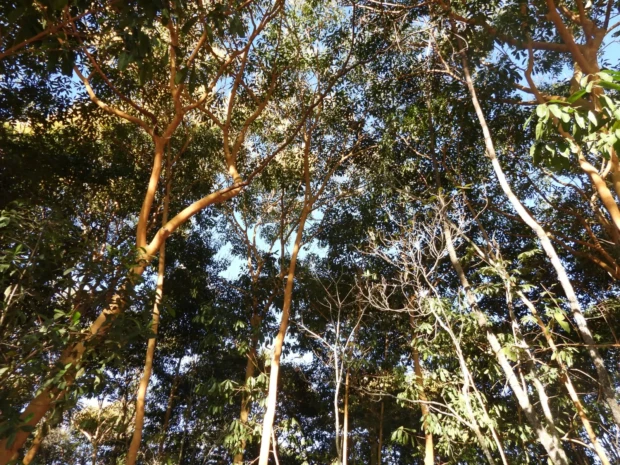 Árvores do Parque Laga Vargem Bonita irmanadas na terra e na copa Foto Euler de França Belém junho 2026
