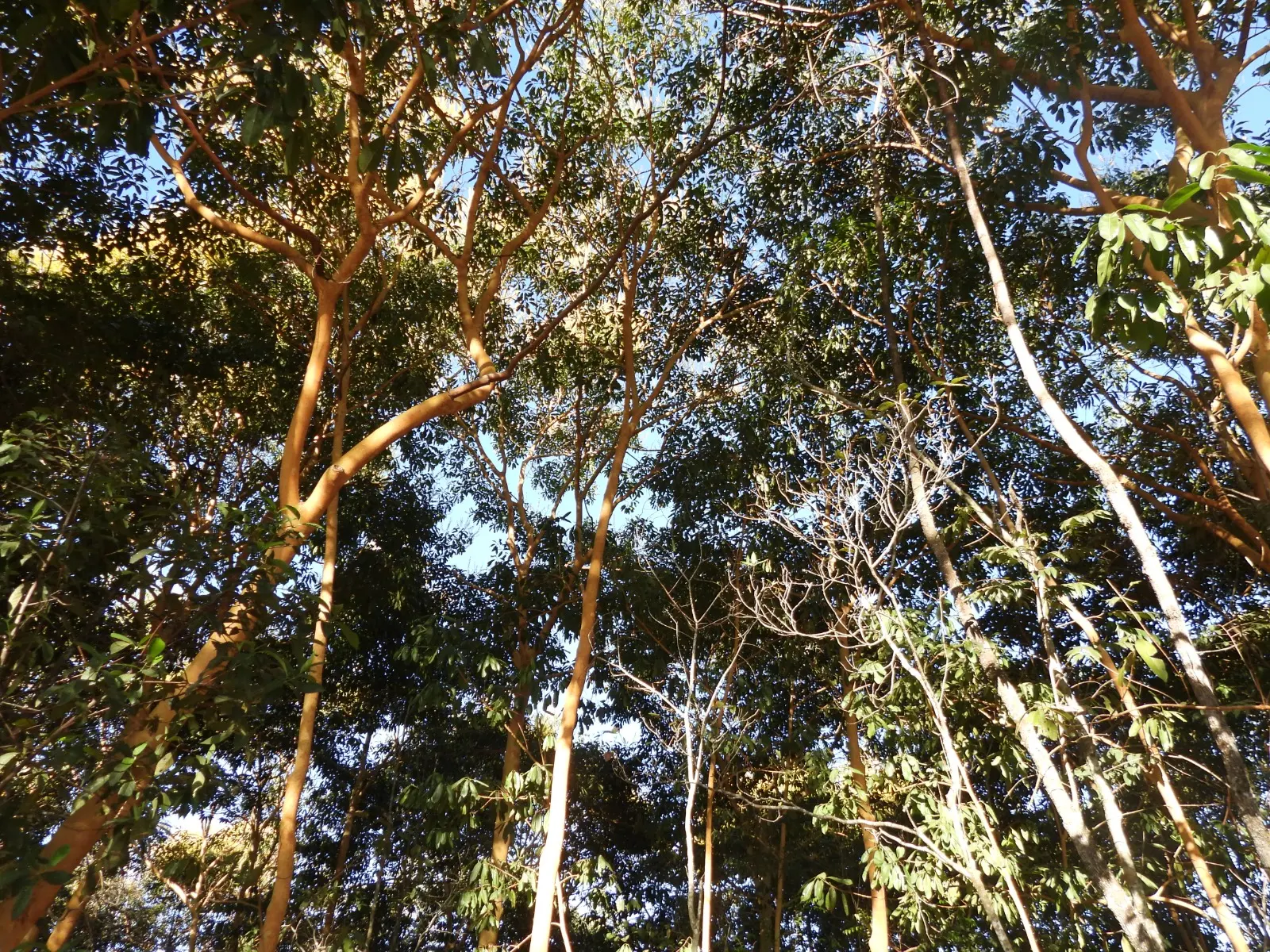 Árvores do Parque Laga Vargem Bonita irmanadas na terra e na copa Foto Euler de França Belém junho 2026