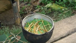 ayahuasca_binary_21340