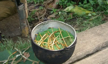 ayahuasca_binary_21340