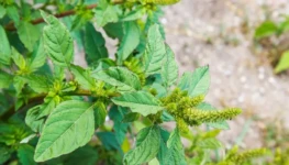 Amaranthus-palmeri-divulgacao-Mapa