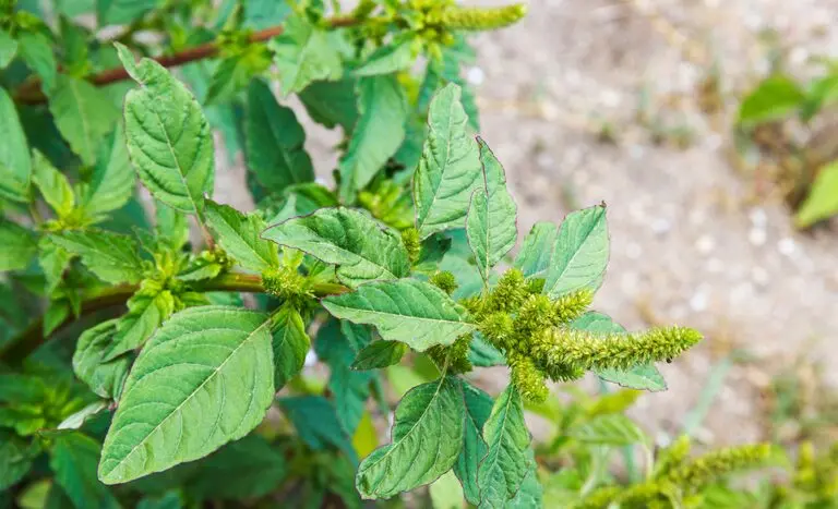 Amaranthus-palmeri-divulgacao-Mapa