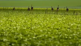 agro