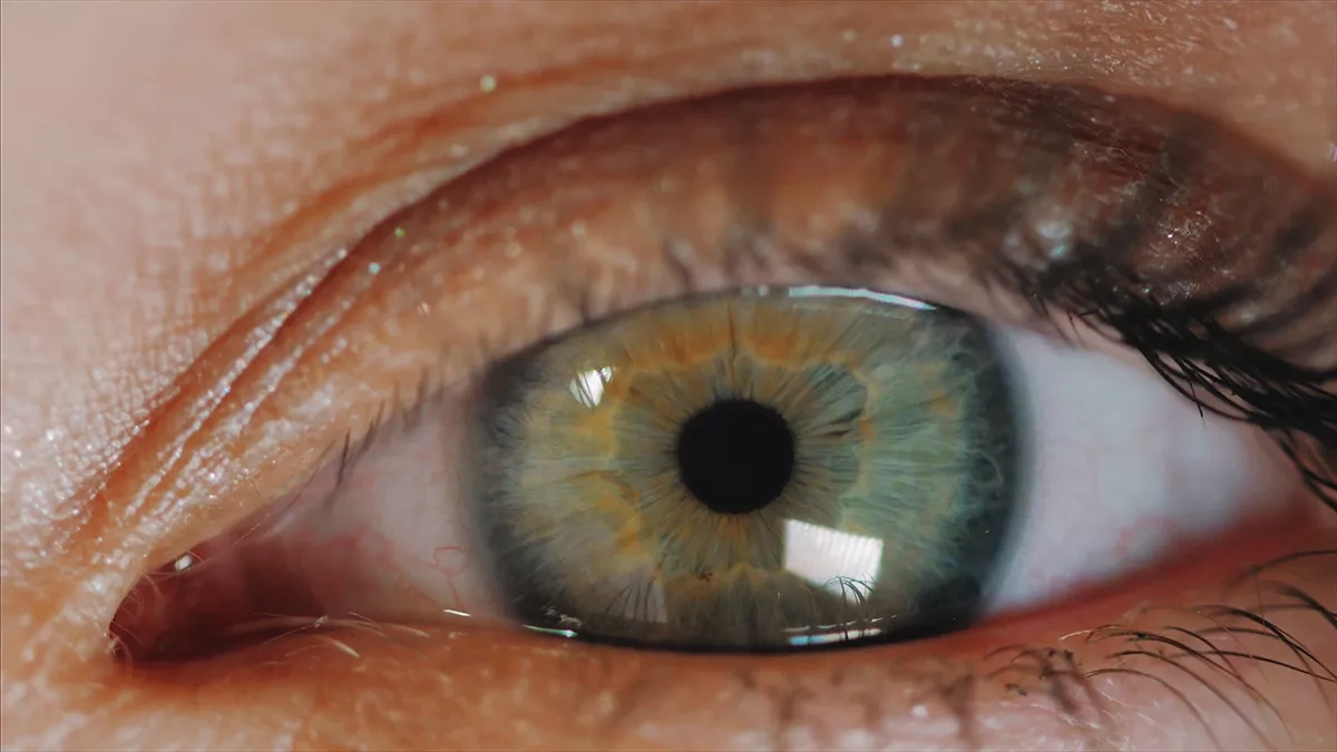 retina