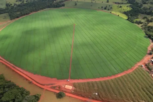 Goiás o terceiro maior produtor de feijão Foto Nilton Gomes Jaime