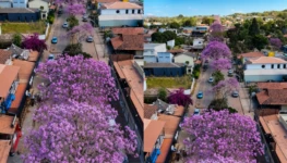 ipês