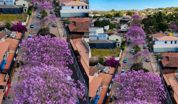 ipês