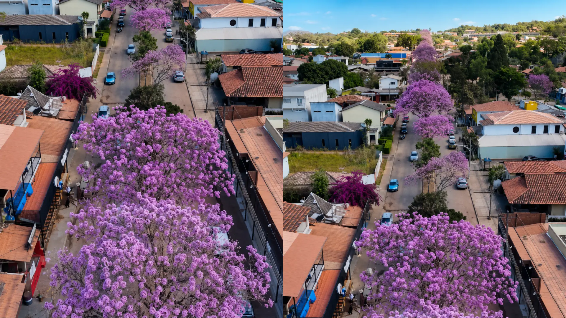 ipês