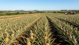 floracao-abacaxi-controle-epoca-plantio