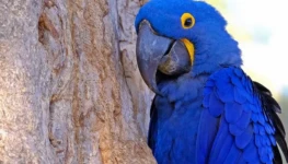 arara-azul