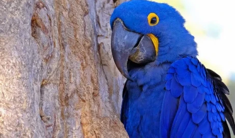 arara-azul