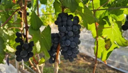 vinhos_cerrado1