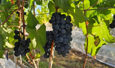 vinhos_cerrado1