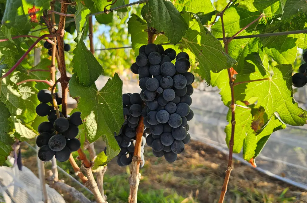 Pesquisa da UFG revela que produção de vinhos no Cerrado tem vasto potencial inexplorado