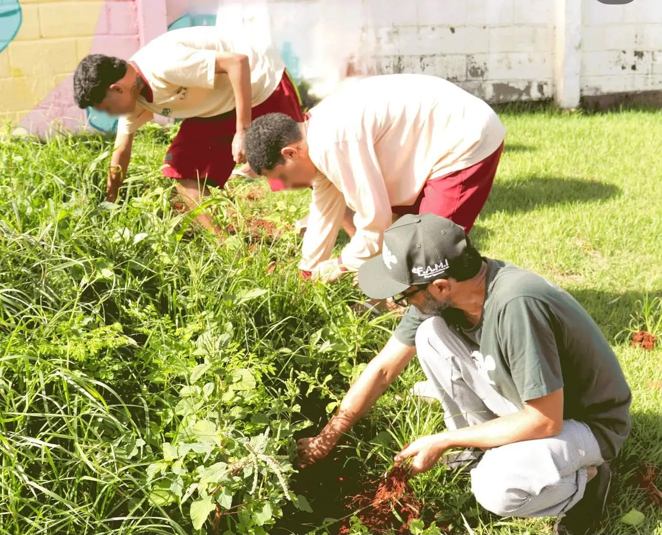 Plantas que nascem no quintal e na calçada viram tema de oficina gratuita em Goiânia - QTU Questões do Universo