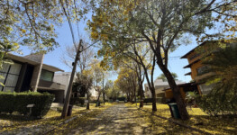 Ipês colorem ruas, calçadas e condomínios de Goiânia