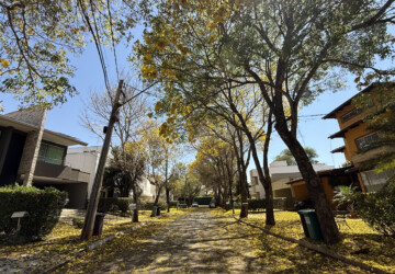 Ipês colorem ruas, calçadas e condomínios de Goiânia