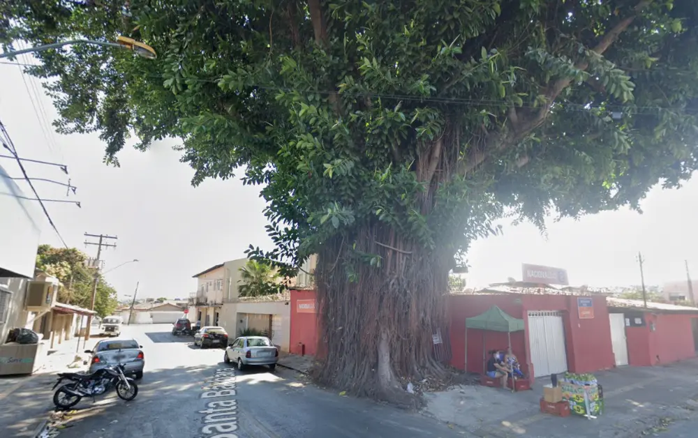 Prefeitura prepara retirada de gameleira histórica no Setor Campinas