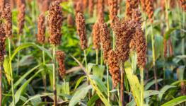 Blog-AgriQ_Sorgo_Creditos-Shutterstock