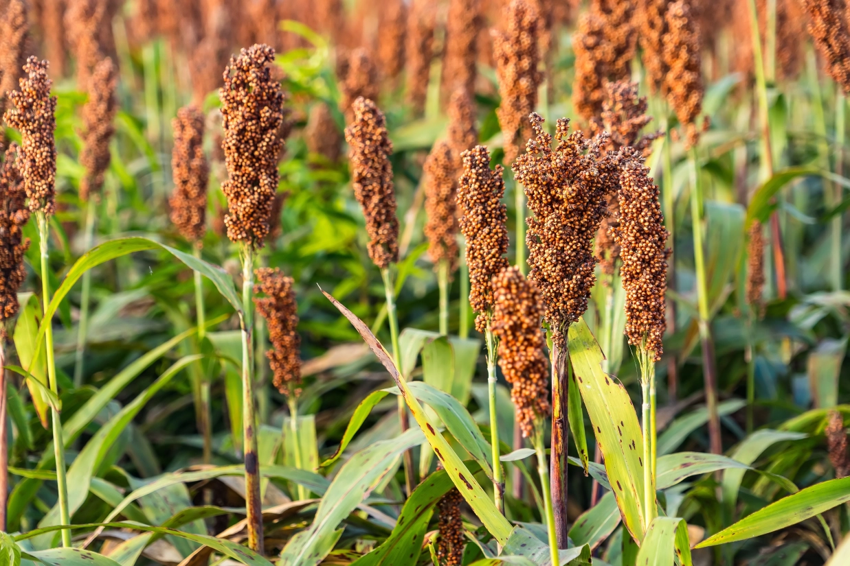 1789648935-blog-agriq_sorgo_creditos-shutterstock.webp