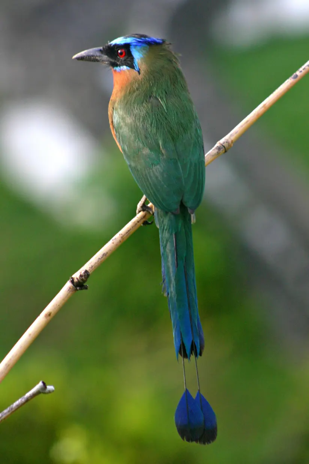 1789744370-udu-de-coroa-azul-wiki-pedia-