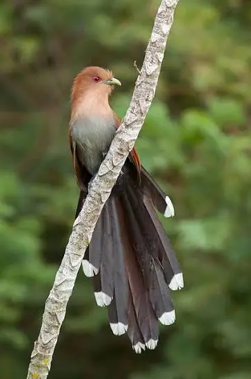 1789744380-wiki-aves.webp