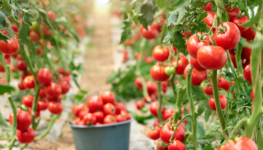 Tomate-bigstock-Ripe-Tomatoes-In-Greenhouse-Re-284917987-1536x1024