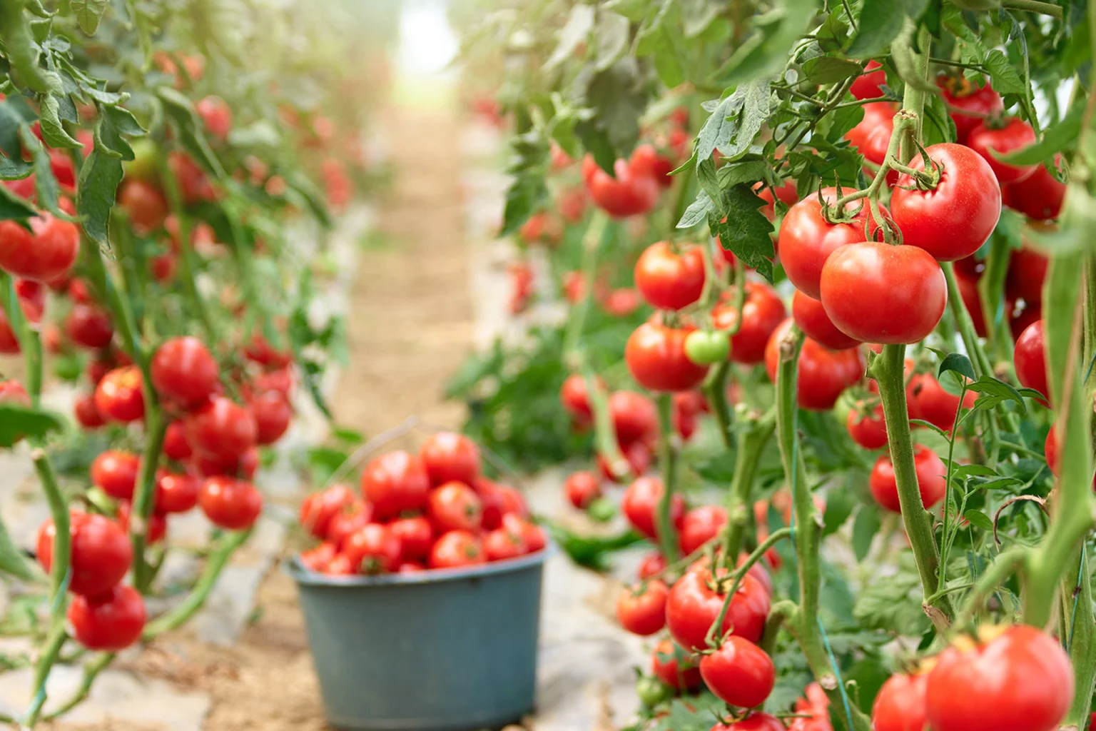 Silvânia ultrapassa Cristalina e se torna maior produtora de tomate do Brasil