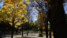 floradas_de_ipes-amarelos_florecem_em_brasilia_2808200948