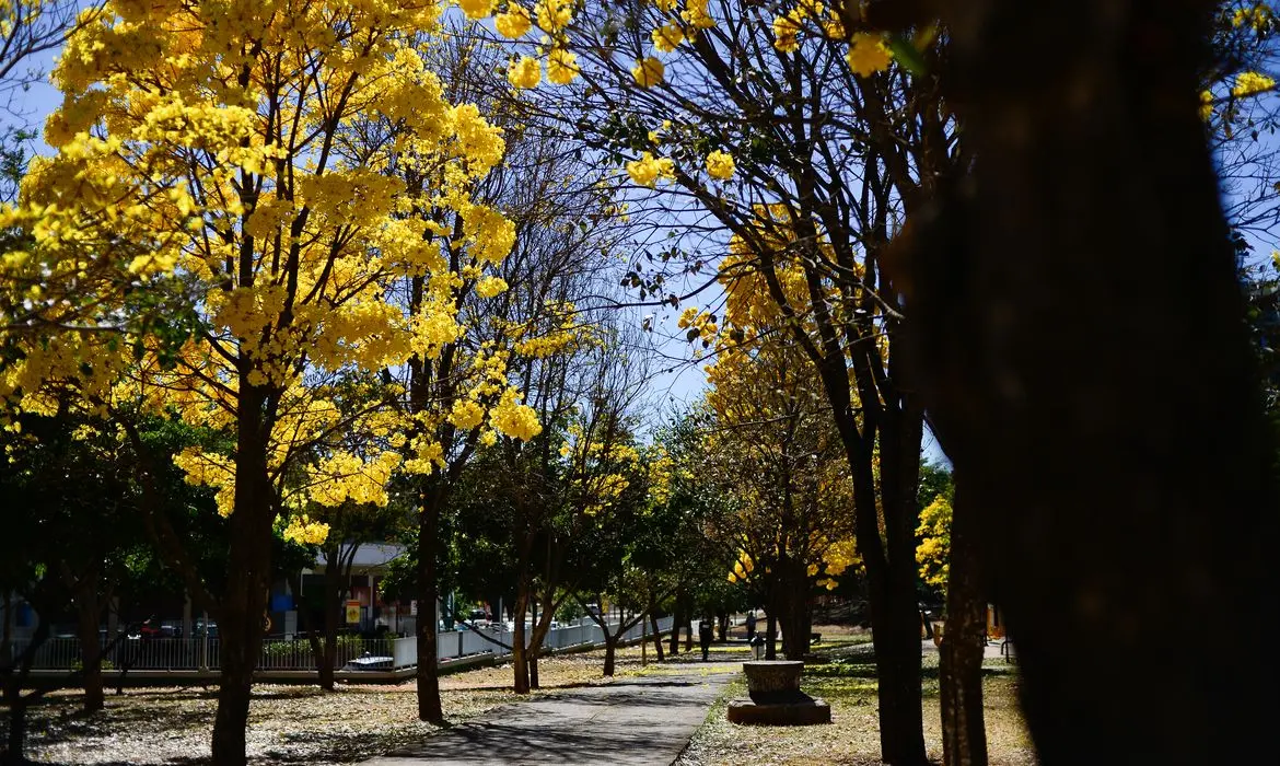 Primavera começa em Goiás com possibilidade de pancadas de chuvas, alagamentos e ondas de calor; veja a previsão