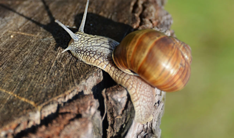 caracol-2