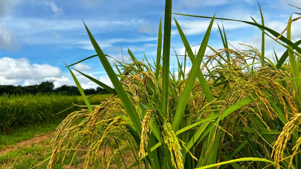 “Goiás importa quase 70% do arroz que consome”, revela presidente da Agrodefesa
