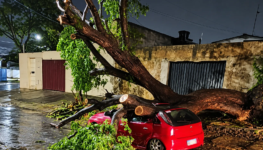 Árvore caída sobre carro vermelho na chuva