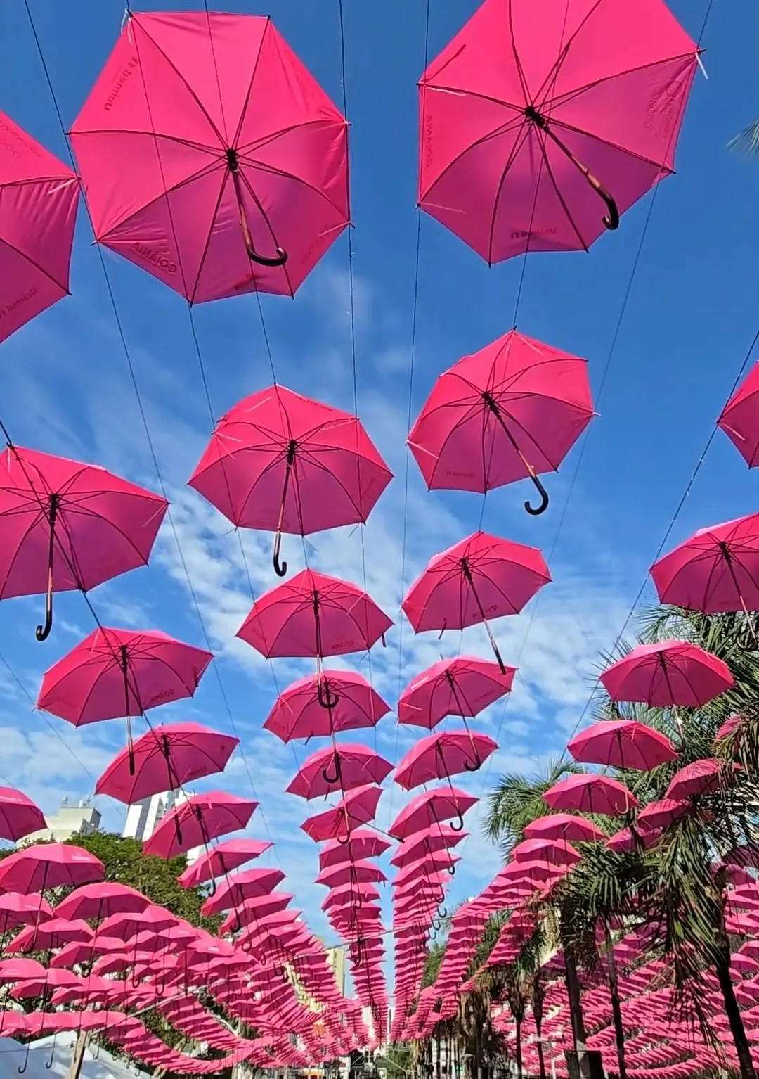 Guarda-chuvas rosa: ação gratuita de conscientização sobre o câncer de mama movimenta a Praça Tamandaré no sábado, 17