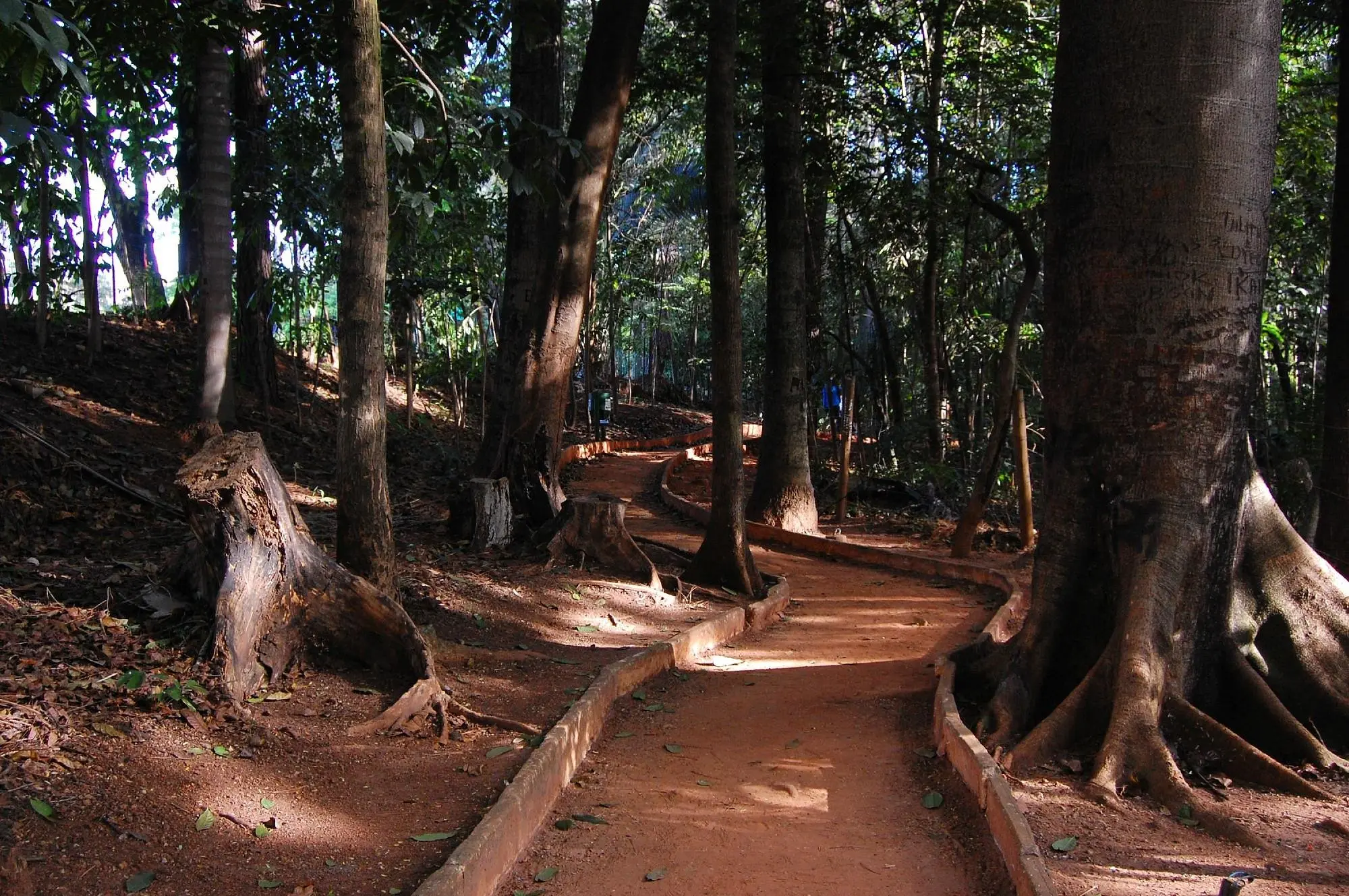 1791407446-bosque-dos-buritis-2-620x412.webp