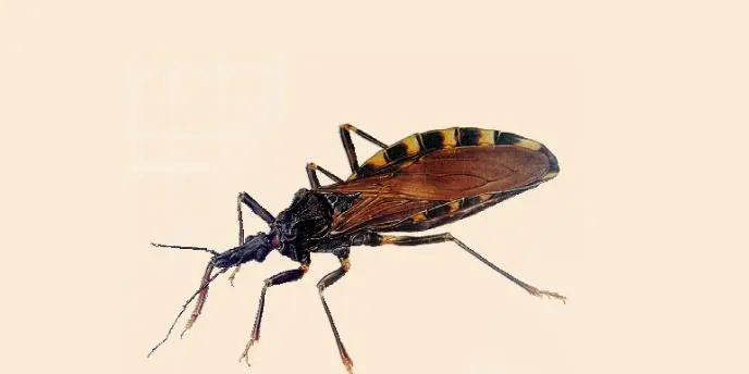 Goiás registra 4,9 mil casos de doença de Chagas em cinco anos; 1.021 tiveram comprometimento cardíaco