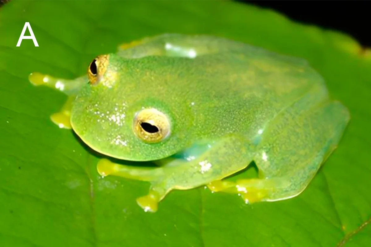 1792623255-nova-perereca-especie.webp