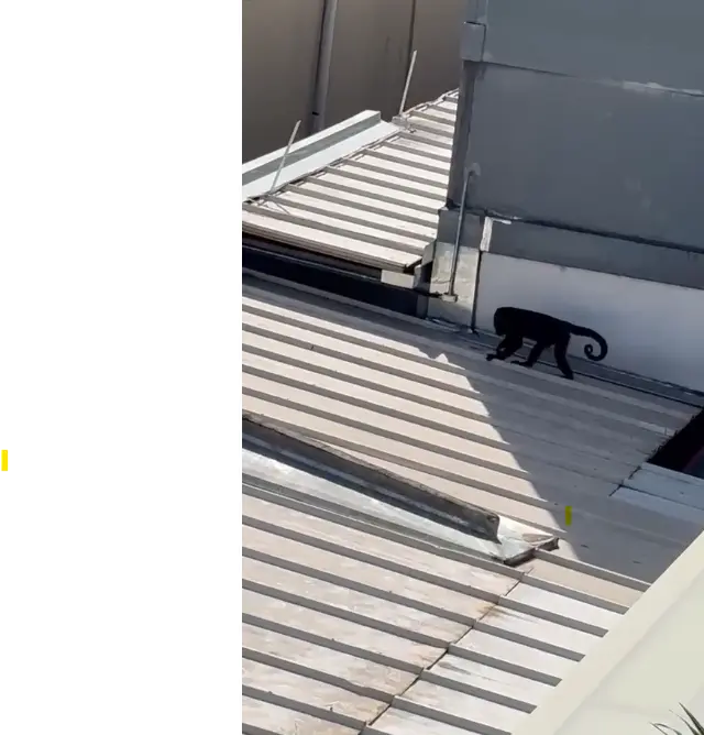 Bombeiros resgatam macaco-bugio ferido após descarga elétrica em Goiânia